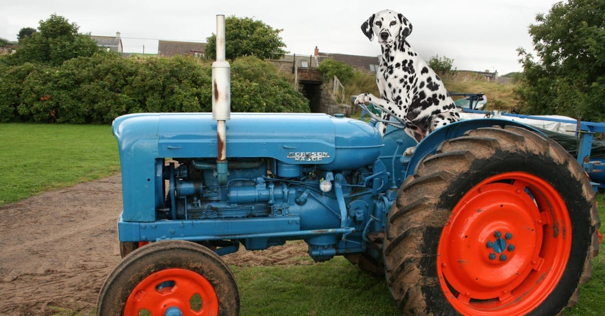 cleans DPF filters, cleans turbos, deglazes engines